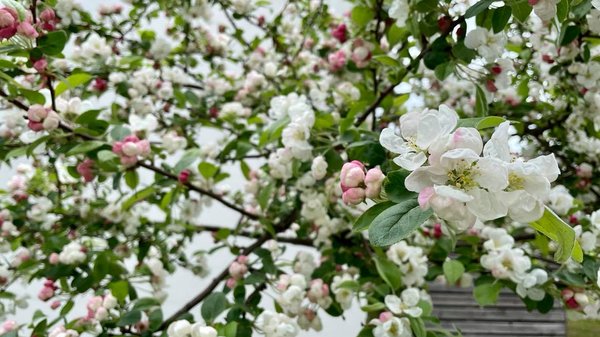 Jupiteris Žuvyse 2021